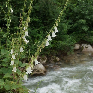 Campanula alliarifolia